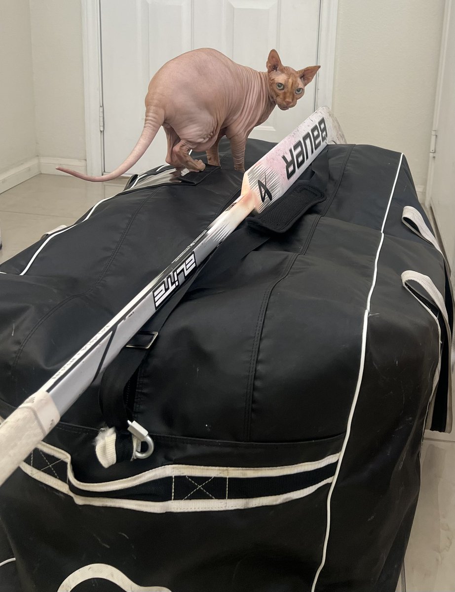 JesseGranger_'s tweet image. Heisenberg’s routine is immediately jumping on my hockey bag the moment I set it down, for two main reasons.
1. To prevent me from leaving the house
2. To absorb its warm from being stored in the 105° garage.