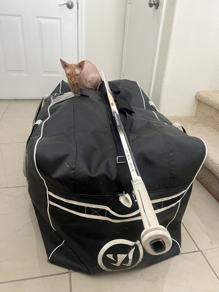 JesseGranger_'s tweet image. Heisenberg’s routine is immediately jumping on my hockey bag the moment I set it down, for two main reasons.
1. To prevent me from leaving the house
2. To absorb its warm from being stored in the 105° garage.