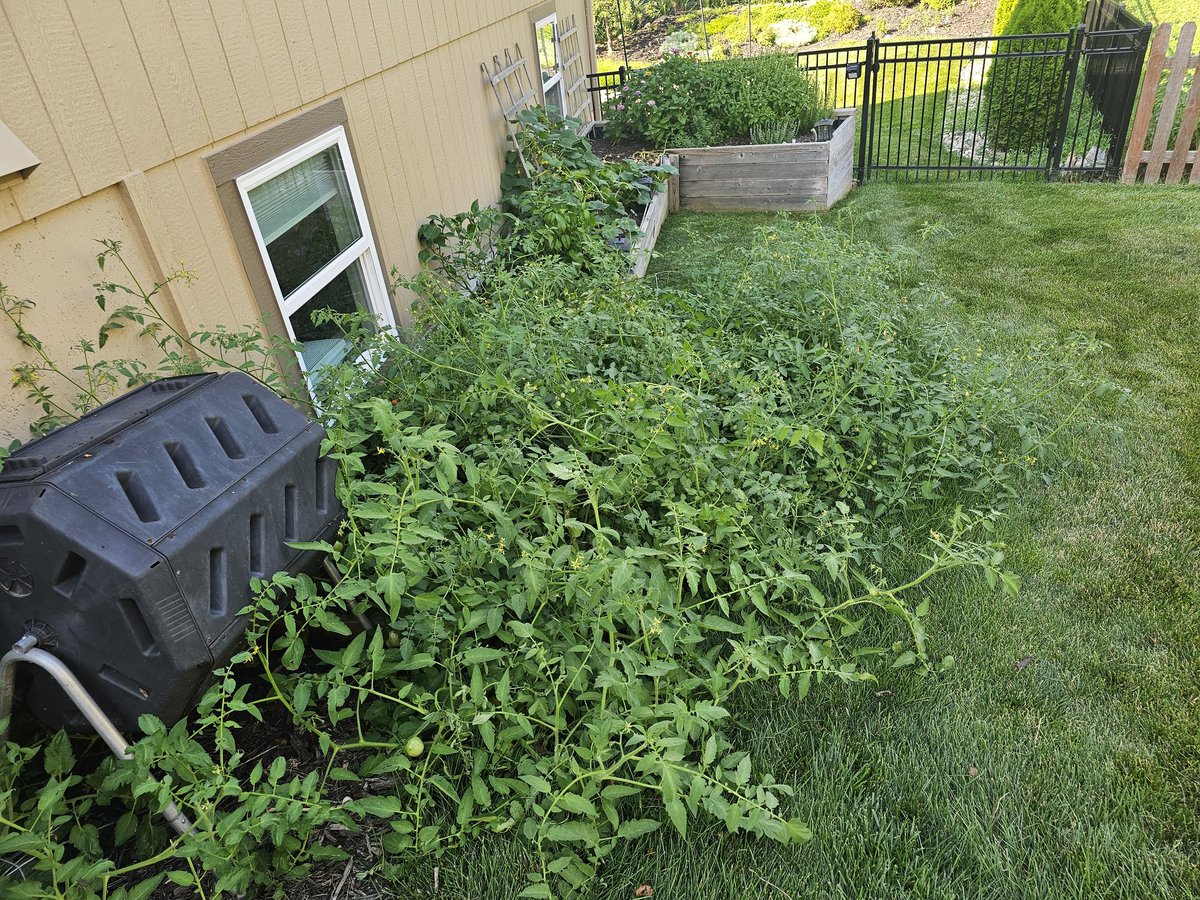 JLinvilleFert's tweet image. Tomato plants have gone insane. I'm moving my corn yield prediction to 273 national average. I'll die on this hill!!!
Before those who were born without a sense of humor, it's a joke.
