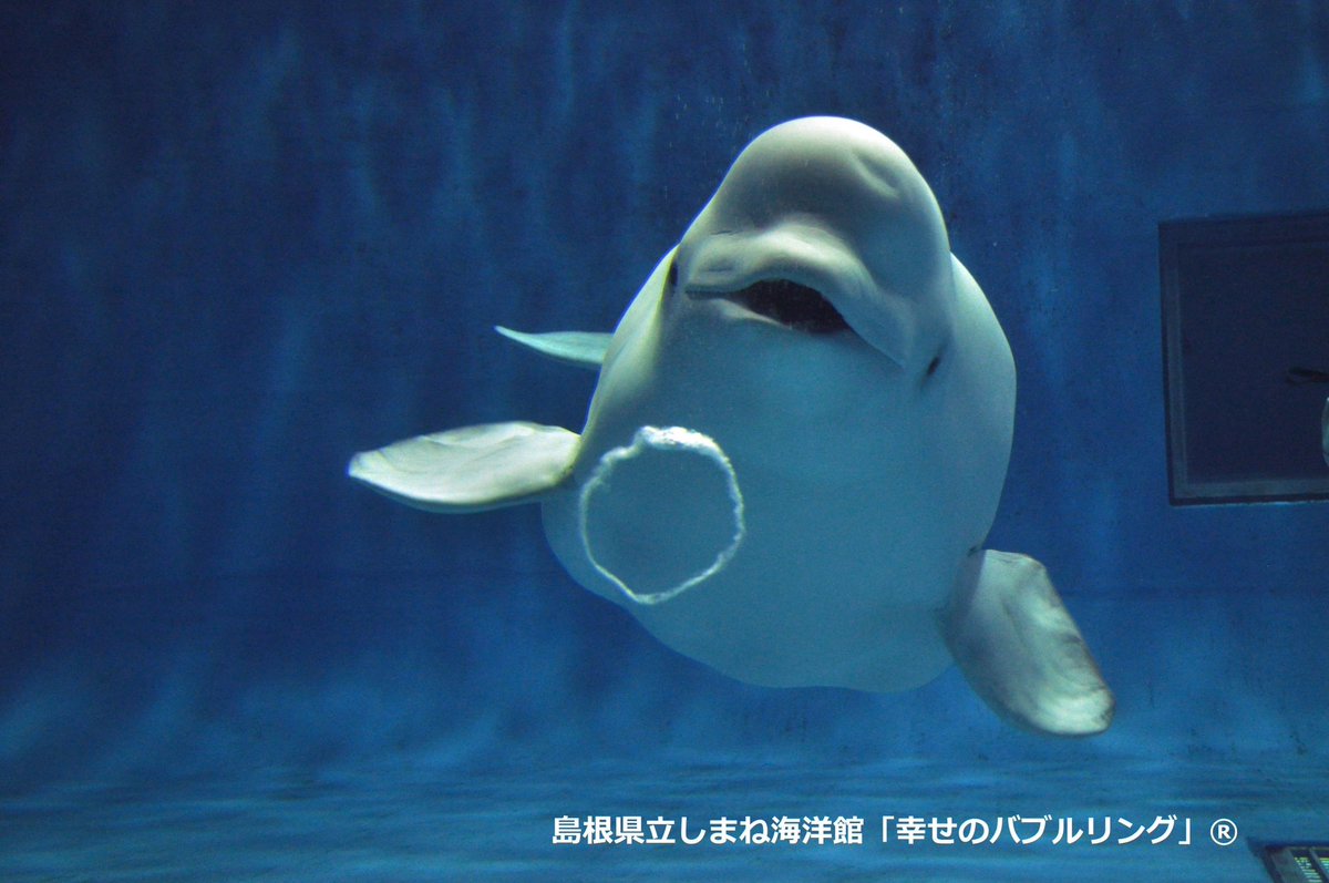 AQUASSHIMANE's tweet image. 【別館プール観覧時間のお知らせ】
アクアスは本日から夏休み期間のため18:00まで営業します。なお、子イルカの泳ぐ別館シロイルカ繁殖プールは観覧時間を16:50までとさせていただきますので、あらかじめご了承くださいませ。
#アクアス
#お知らせ
#観覧時間