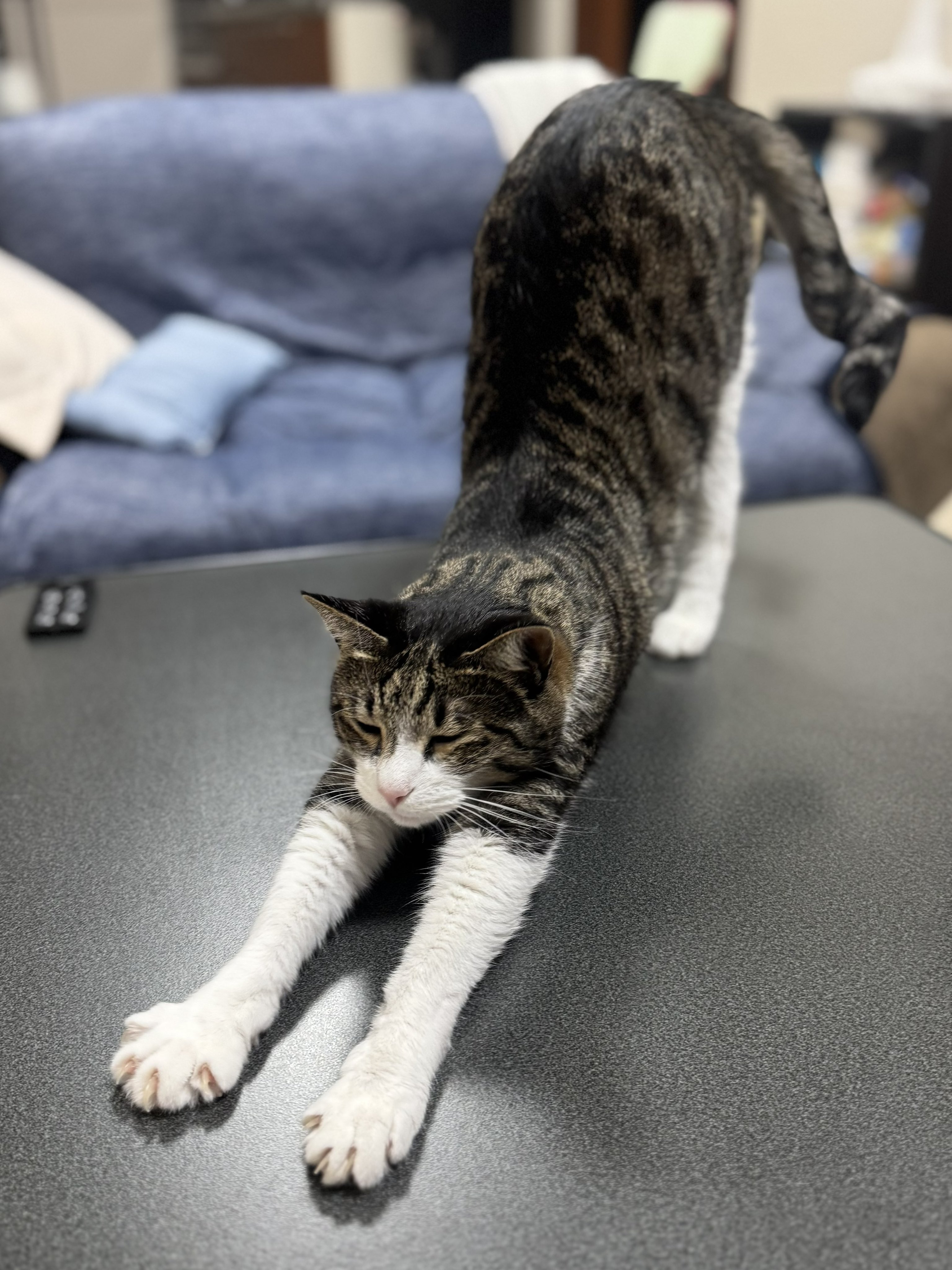 ぎんのねこ (@ginnonekoch) / X