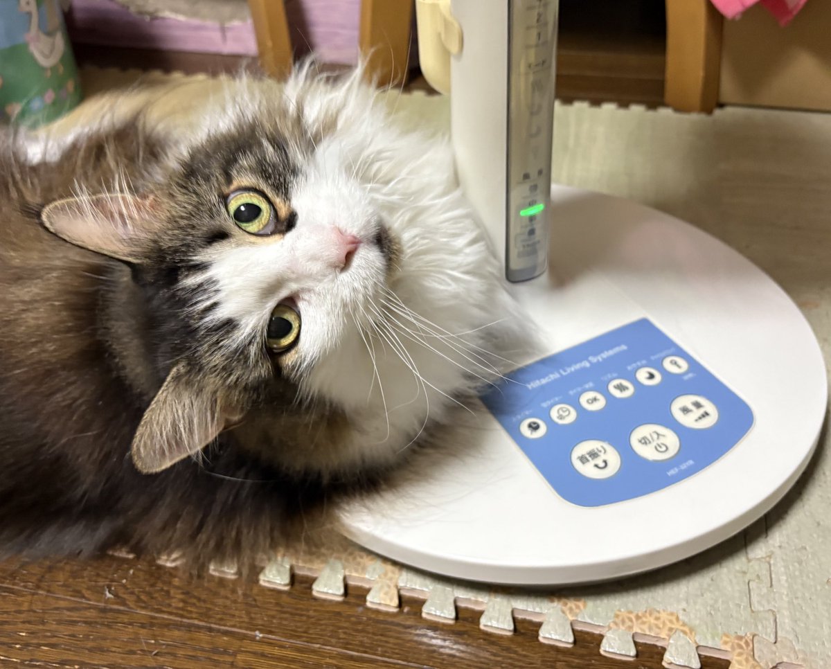 tinyafuro's tweet image. 今日は選挙!
仕事へ向かう途中、いつもよりも歩いてる人多いな、と思ったら朝7時から投票場開いてるんだね!
自分は仕事終えたら速攻で投票行きます🏃♂️
うちのネコは投票忘れんなよ、という顔でお見送り🐱