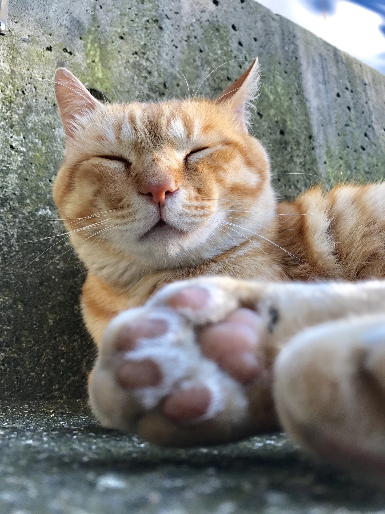 ねこ mqdefault.jpg