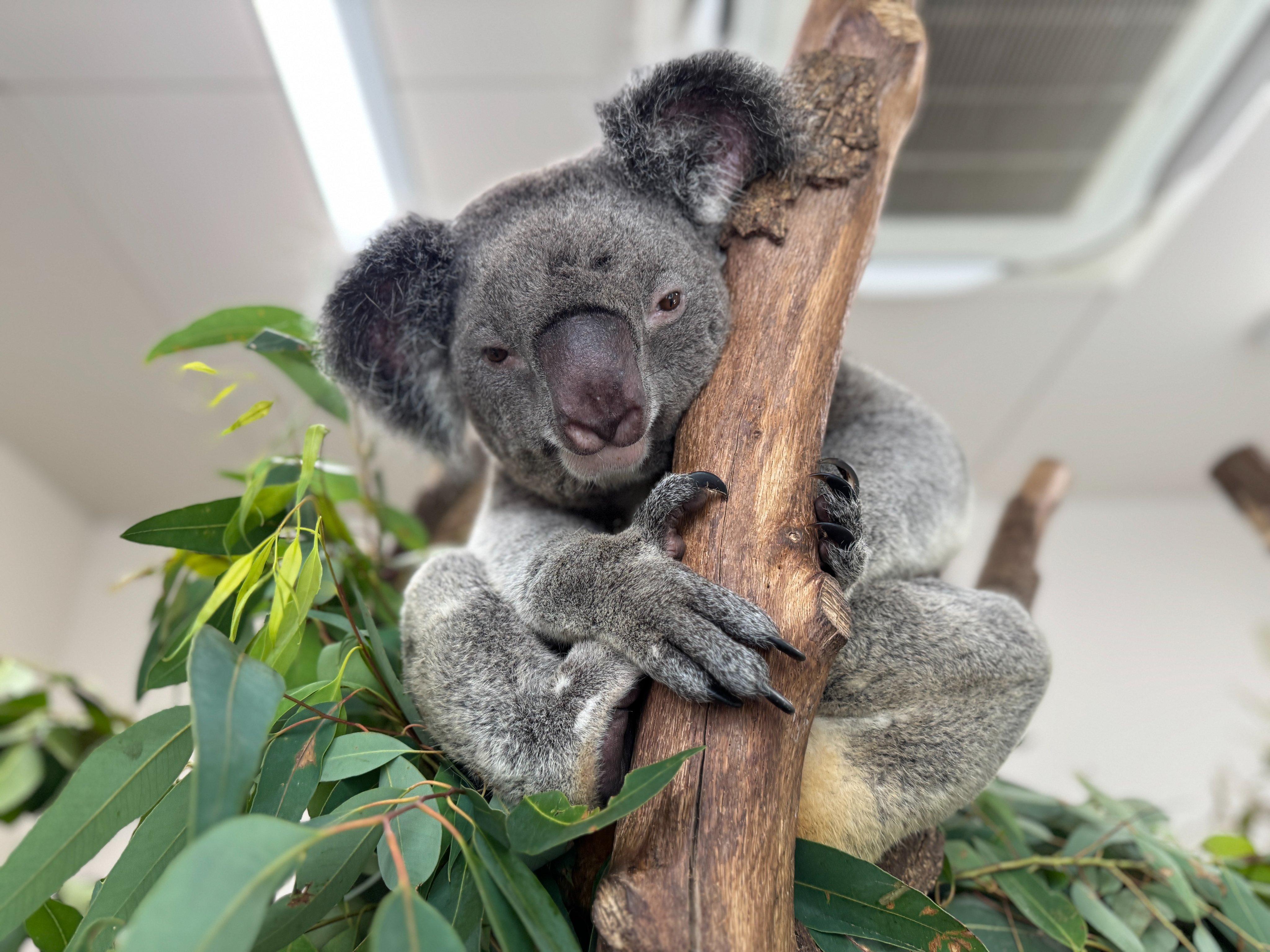 鹿児島市平川動物公園 on X: 