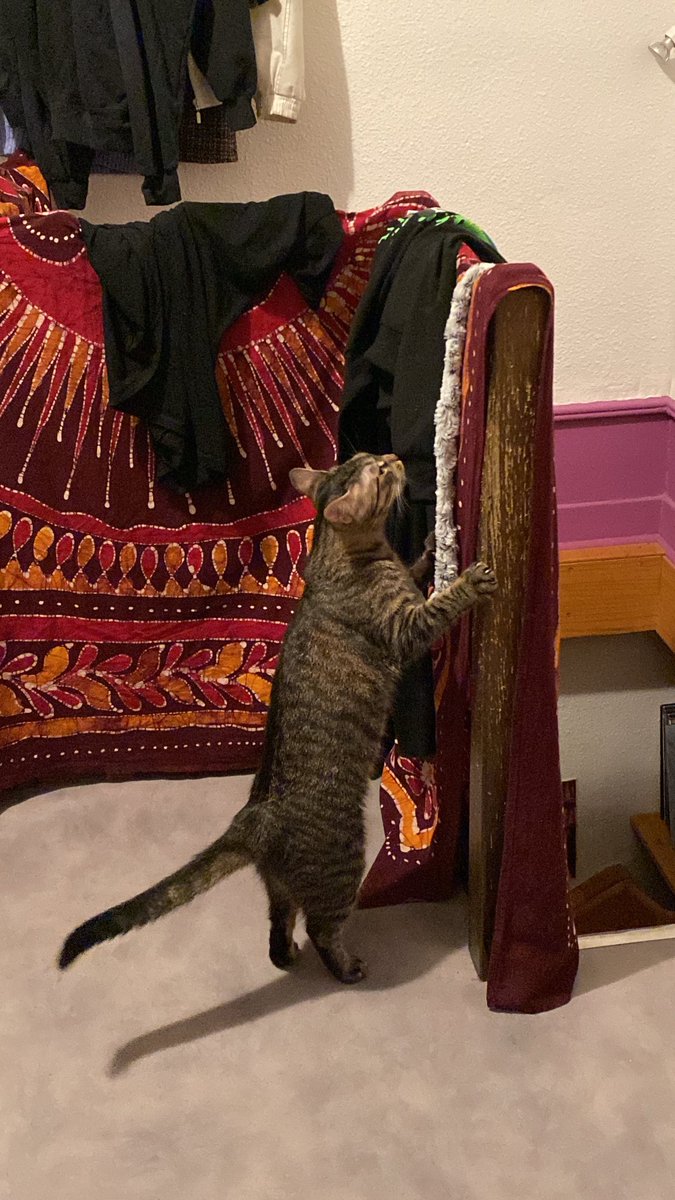 lokimimii's tweet image. j'ai caressé un chien ET un chat dehors.. là c'est la grand d'inspection du gilet