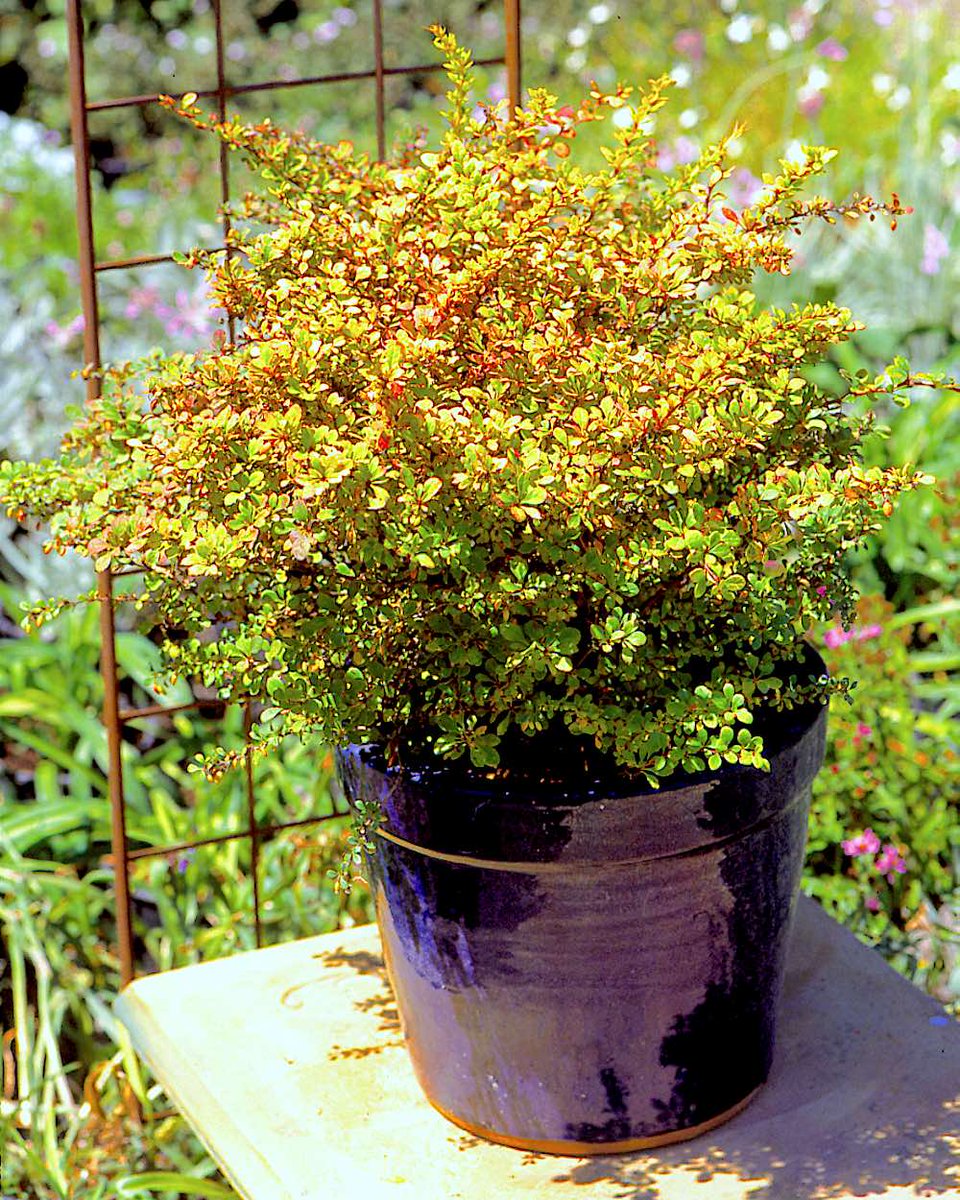 gardensbyyou's tweet image. When formerly green shrubs develop yellow leaves with green veins, it's typically a sign of a nutritional deficiency called Iron Chlorosis. The problem isn't that the plant's soil lacks the iron the plant needs, but that the iron in the soil is bound chemically to soil minerals…