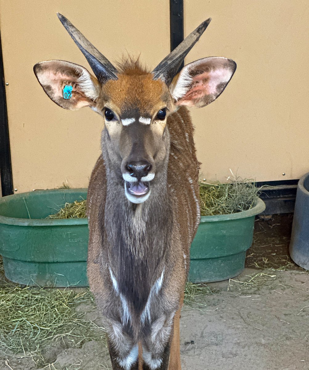 ZooBoise's tweet image. Male nyala Hank was camera ready! Nyala are an African antelope species known for their spiral horns and bold markings. On your next visit, keep an eye out for Hank because he might be watching you too.
