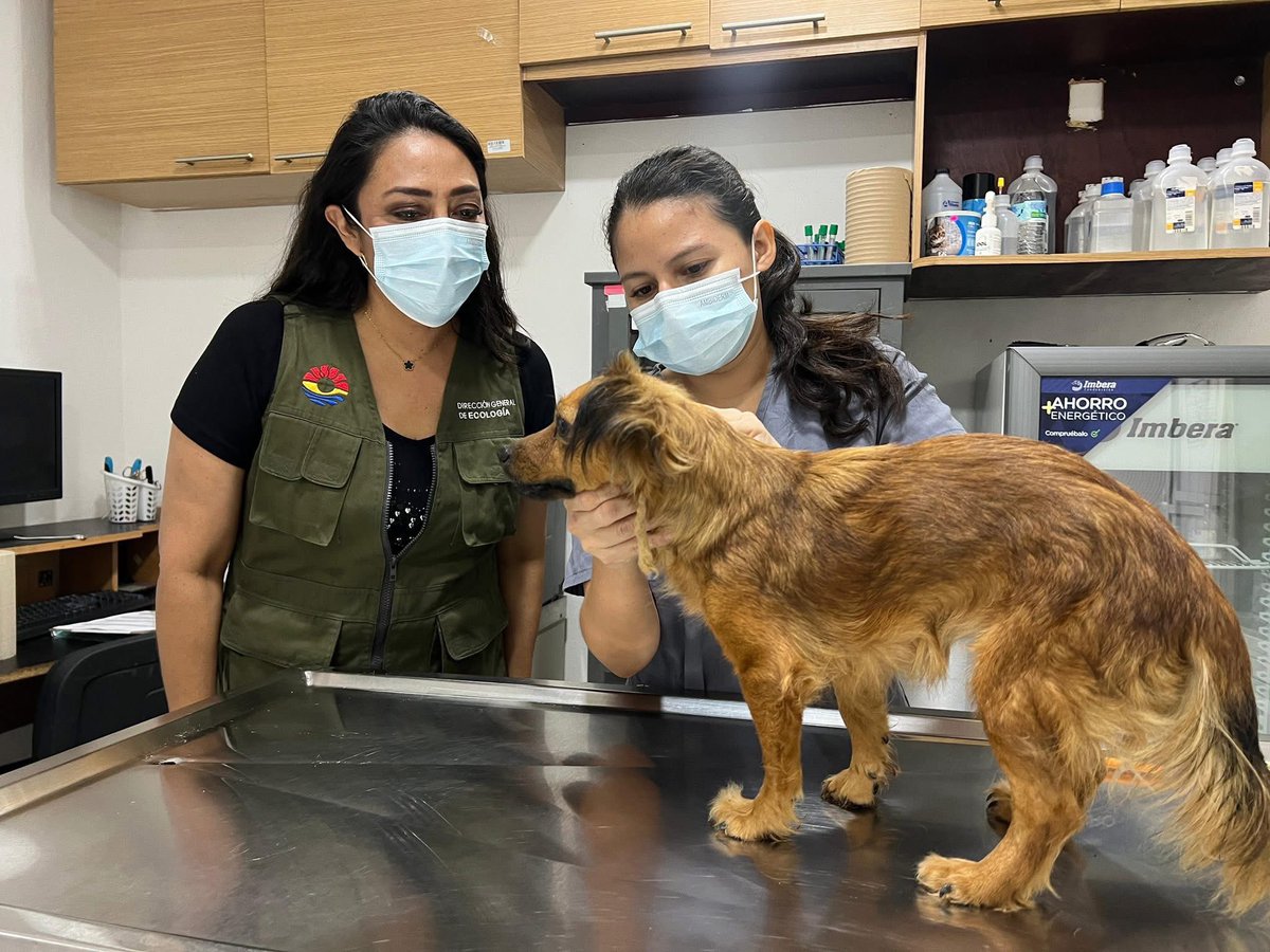 🚨 Atendimos un reporte por maltrato animal en la SM 259.

Gracias al apoyo de vecinas y vecinos, y con el respaldo de elementos de la Secretaría Municipal de Seguridad Ciudadana y Tránsito, la Dirección de Protección y Bienestar Animal Benito Juárez actuó de inmediato ante esta