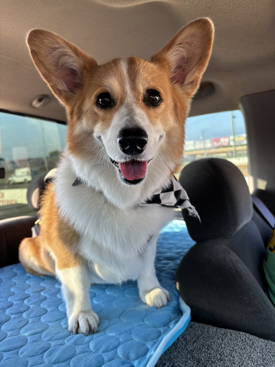 PushCorgi's tweet image. Got a new cooling blanket and ready to go for @PortRoyalSpdway tonight 😃🏁🐾