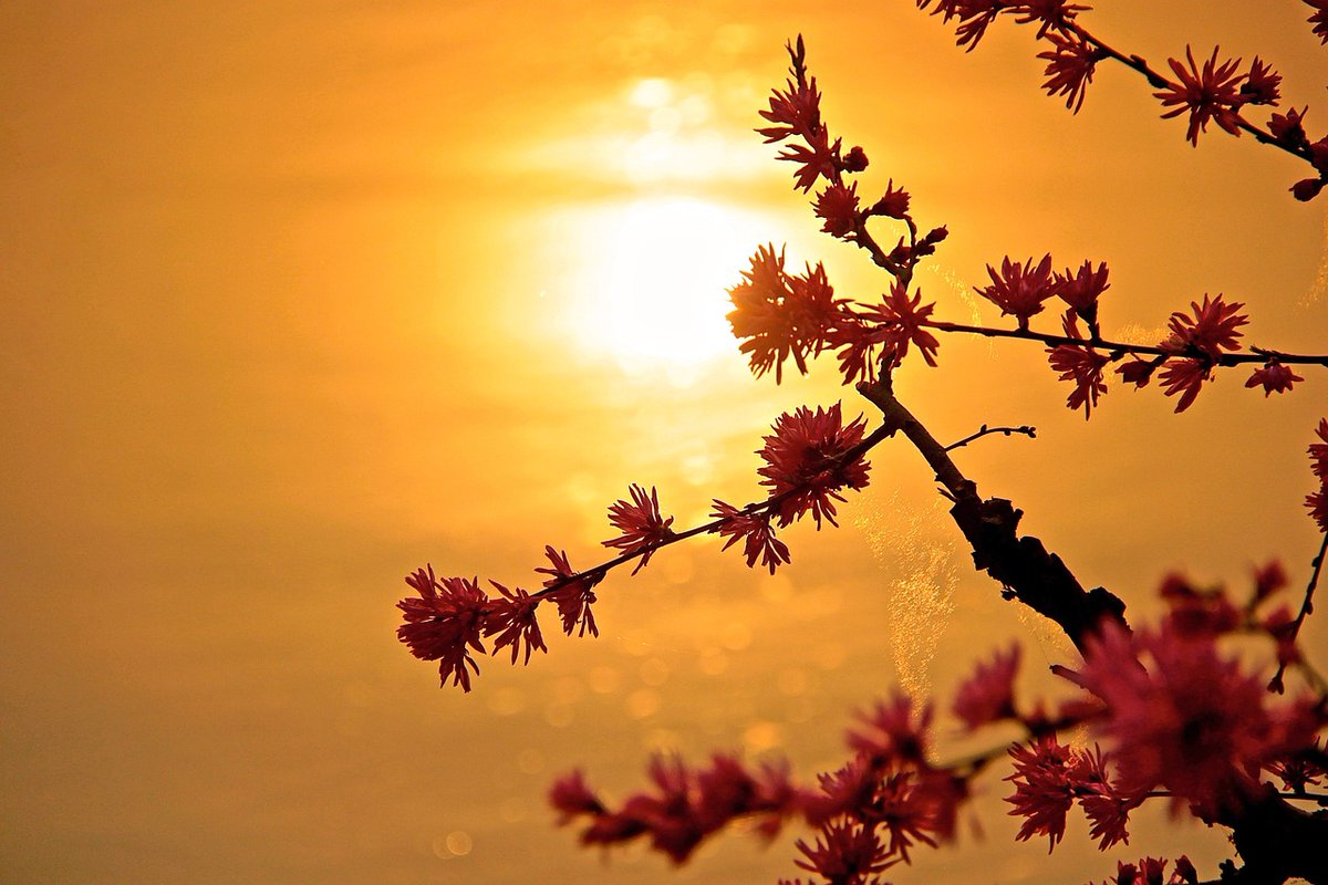 BostederCarla's tweet image. Dawn breaks. Sunset fades.
And in every moment between...
We have the beautiful opportunity to praise God.
Psalm 113:3 reminds us that worship isn't bound by time.
#GoodEvening #SaturdayVibes