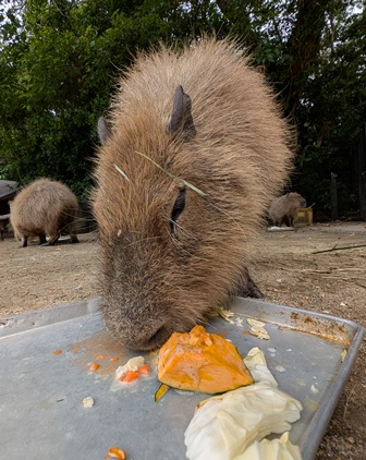 capipiro's tweet image. ミルクちゃんの朝食タイム！

(2025.05.26長崎バイオパーク)