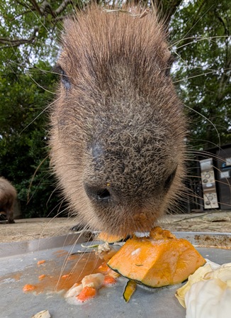 capipiro's tweet image. ミルクちゃんの朝食タイム！

(2025.05.26長崎バイオパーク)