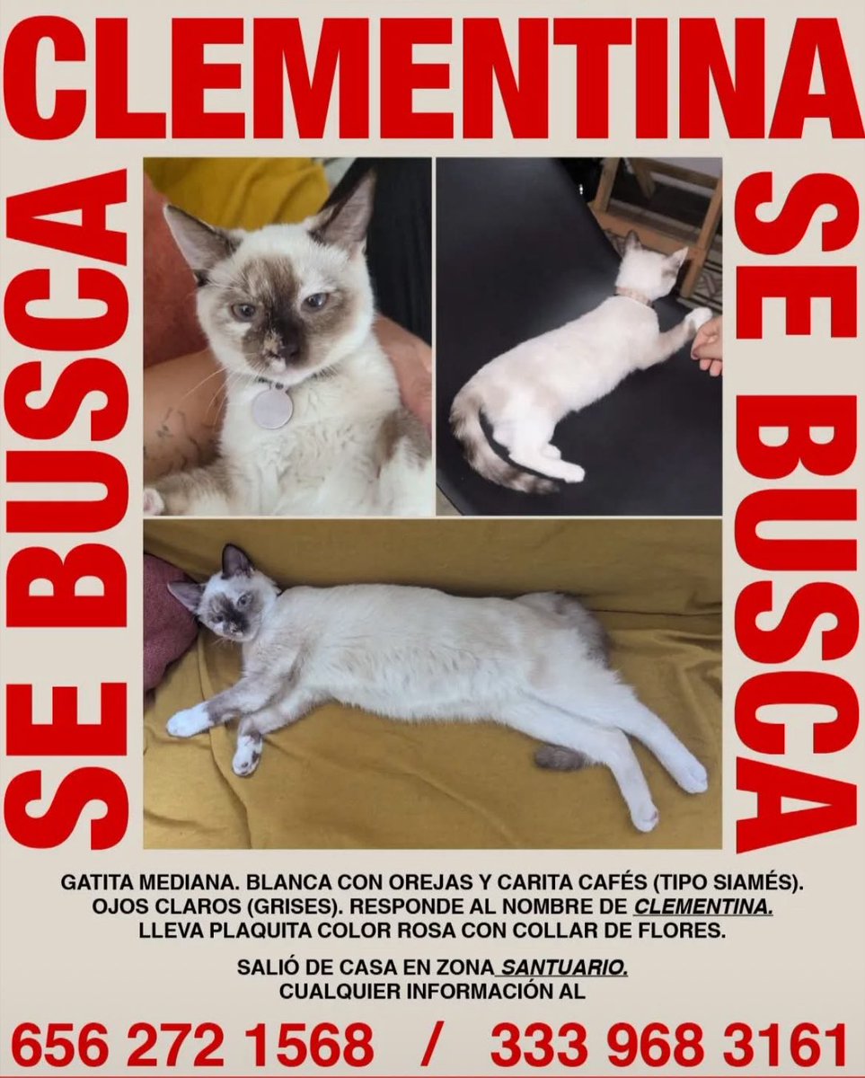 adoptagdl's tweet image. #EXTRAVIADA #RT x fa!