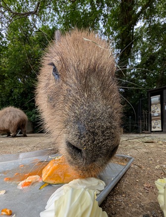 capipiro's tweet image. ミルクちゃんの朝食タイム！

(2025.05.26長崎バイオパーク)