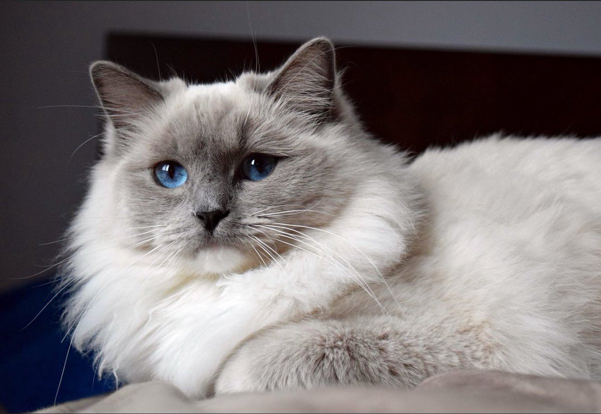 Our kitties (left to right), Spookers, Sunshine, Baby and Boo. Animals are so amazing and the unconditional love is rewarding. 😍😻