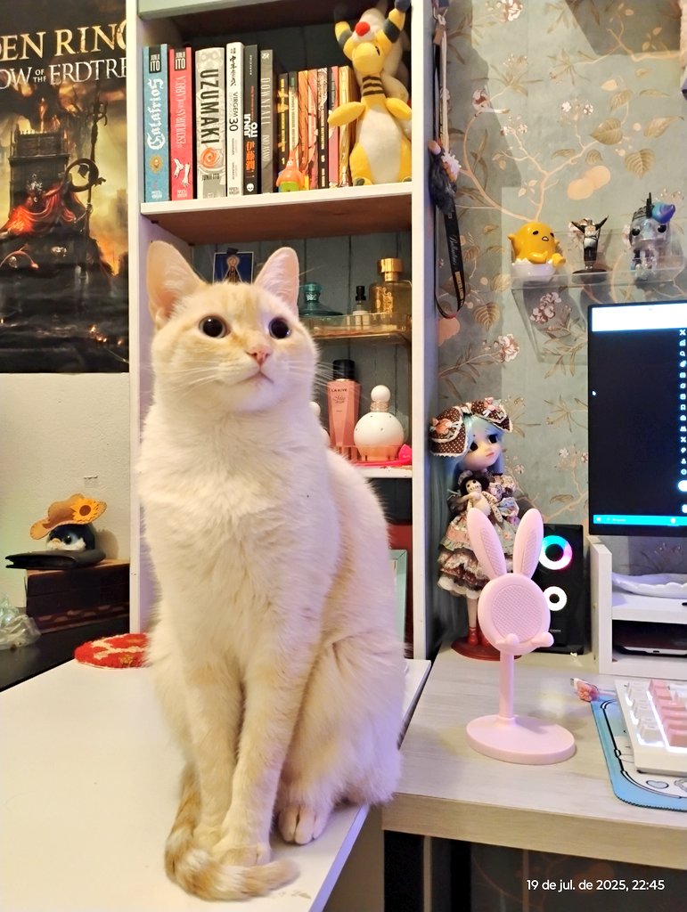 auroraunity_'s tweet image. This little guy unplugged my wifi while I was playing and acts like he did nothing
