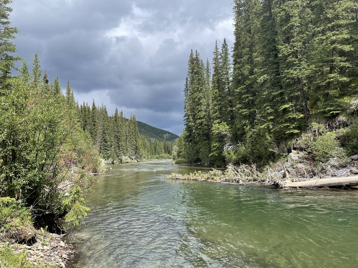 CR9090JK's tweet image. Had a great day fishing on the Eastern Slopes of the Rocky Mountains. Probably the biggest Cut Throat caught in Alberta today 馃槣