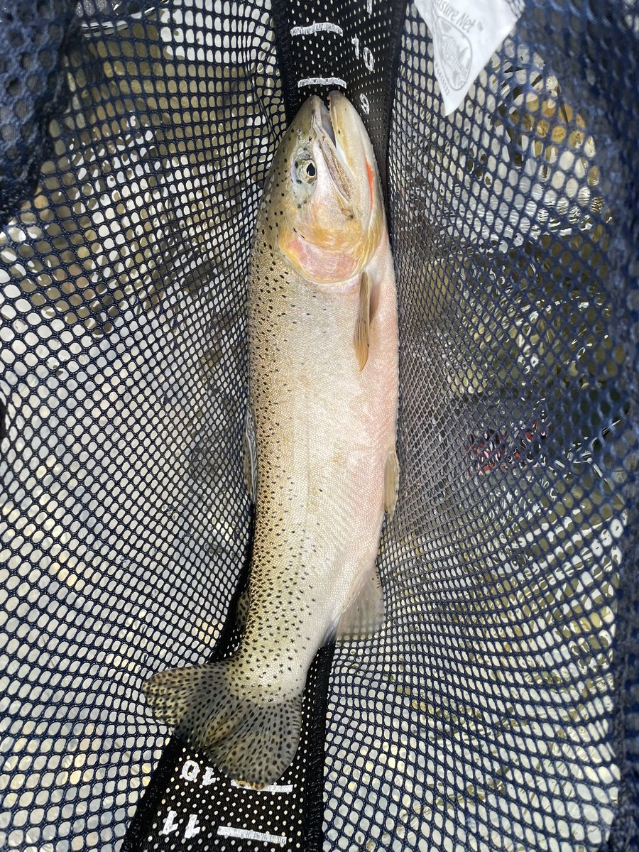 CR9090JK's tweet image. Had a great day fishing on the Eastern Slopes of the Rocky Mountains. Probably the biggest Cut Throat caught in Alberta today 馃槣