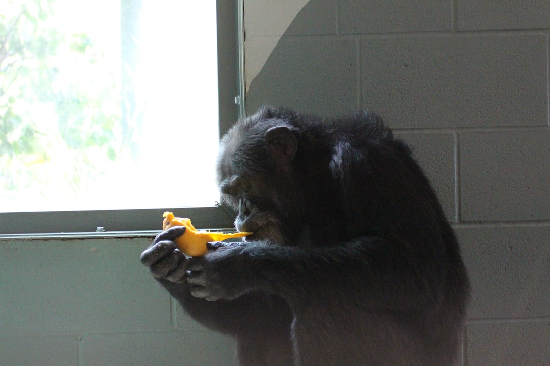 ChimpSanctuary's tweet image. Gordo Turns 37! -  chimpsnw.org/2025/07/gordo-…