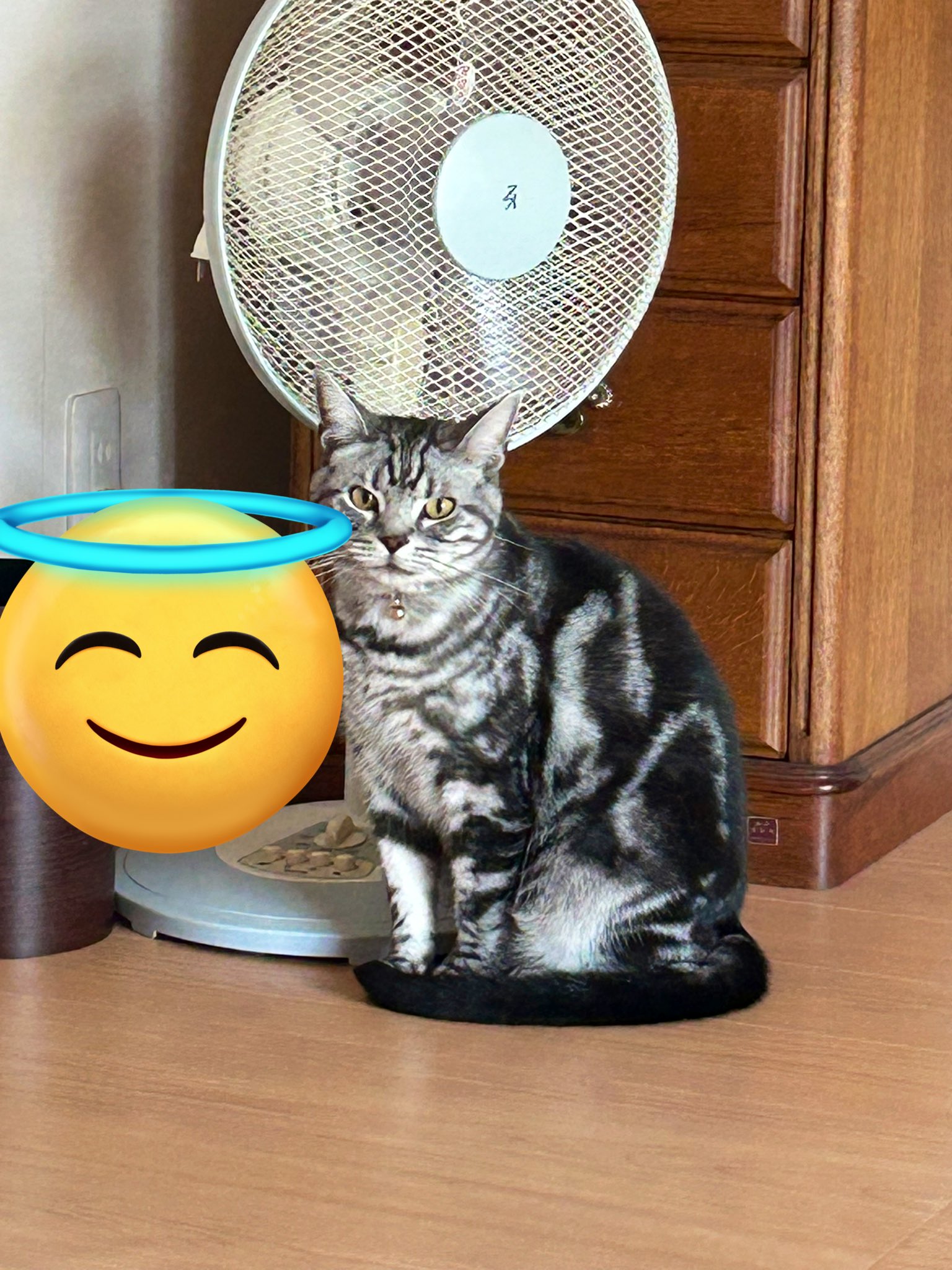電脳ねこ／Cyber Cat🐈 on X: 