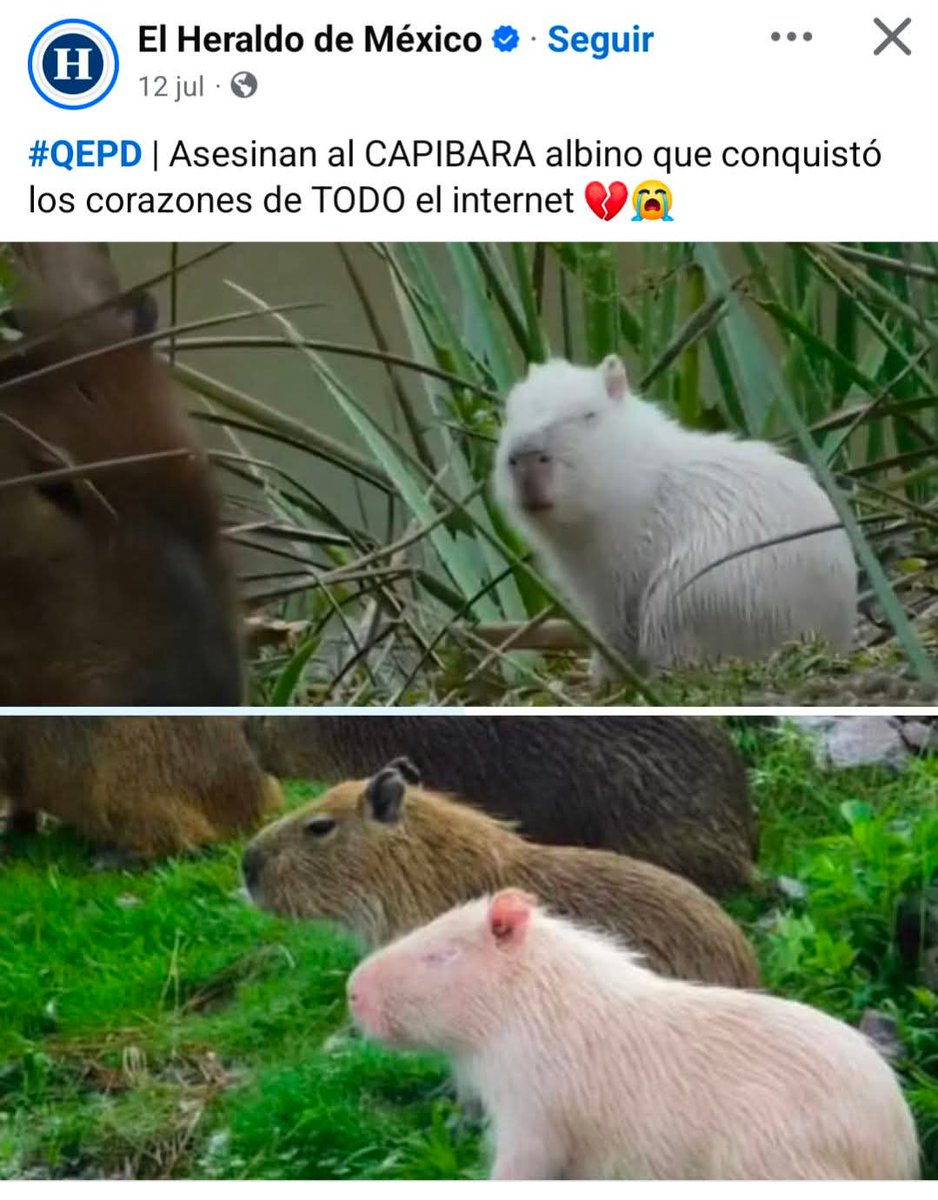 warcrimegaming3's tweet image. Parece se que el pendejon sobrevalorado si tenia enemigos despues de todo 😹🤣