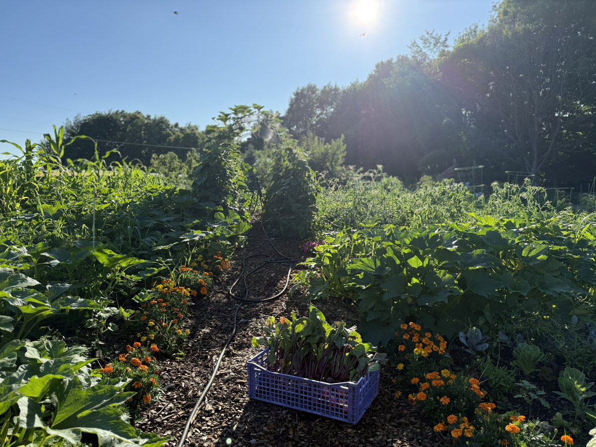 The grocery store and industrial farms train us to think food should all be the same size and color, but as a small regenerative farmer, that’s not how nature works. I think we should be questioning uniformity.