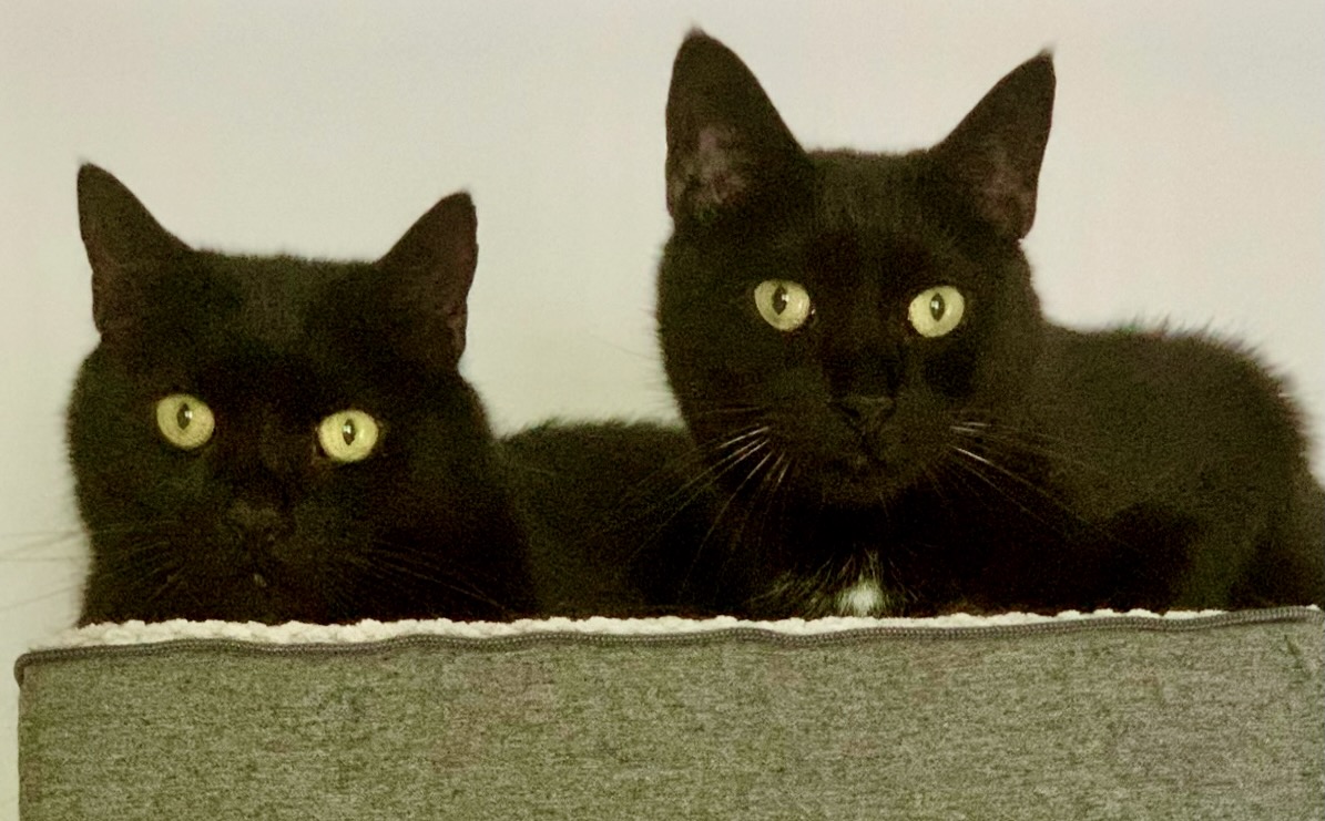 RappCatsAdopt's tweet image. 鉂わ笍AdoptionUpdate!鉂わ笍It's Harold & Obi, adopted together a week ago & doing great! Their adopters report even shy Obi is out and about seeking affection! We're so thrilled for these 2 who were with us a long time! Congrats new family & thank you!馃檹
