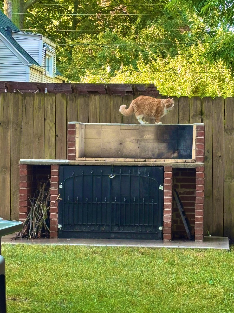 La parrilla es mía, el gato no.