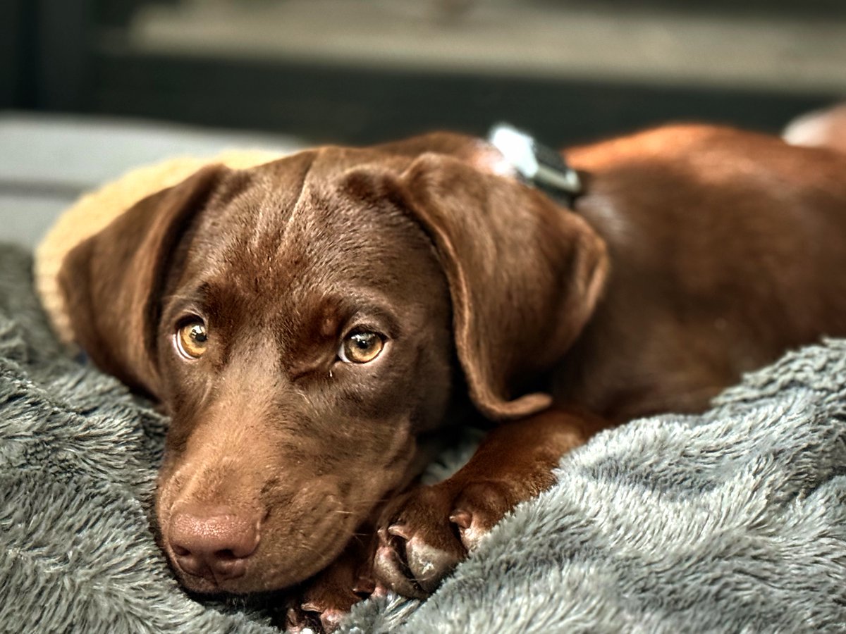 HoltBriang's tweet photo. @ReelzChannel Cocoa is ready for Popo #OPNATION https://t.co/OWRfmi2iiE