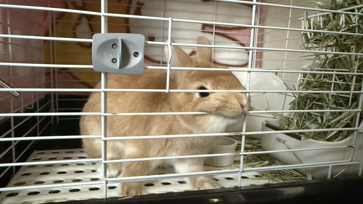 hono_HoNo04's tweet image. あそんであそんで〜…

……はやくあそんで！！！😠