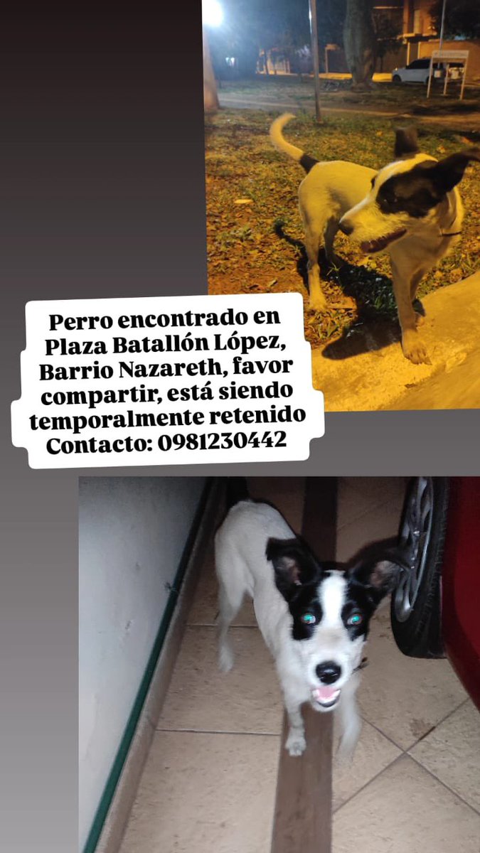 Busca a sus dueños ‼️Ayuda con RP 🙏🐾