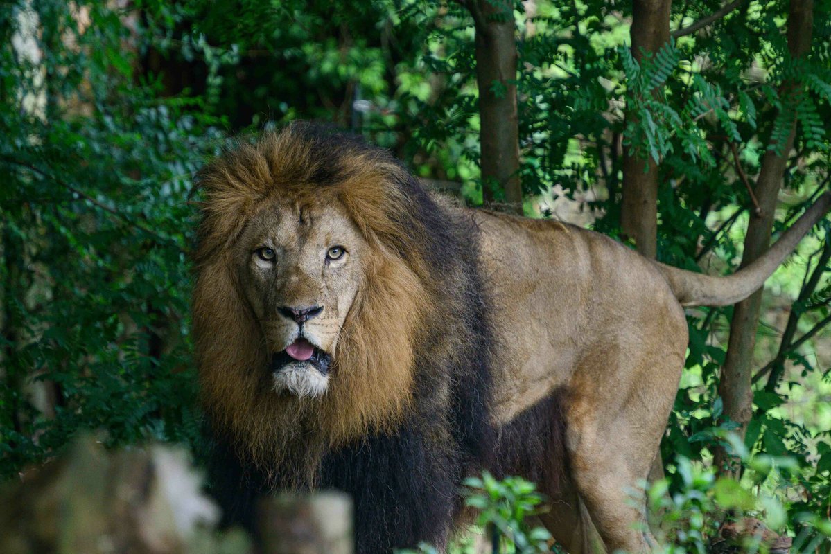zoo_photo_itozu's tweet image. 放飼場に出てパトロールするリアン君🦁

📷2025/7/19
#ライオン リアン #到津の森公園