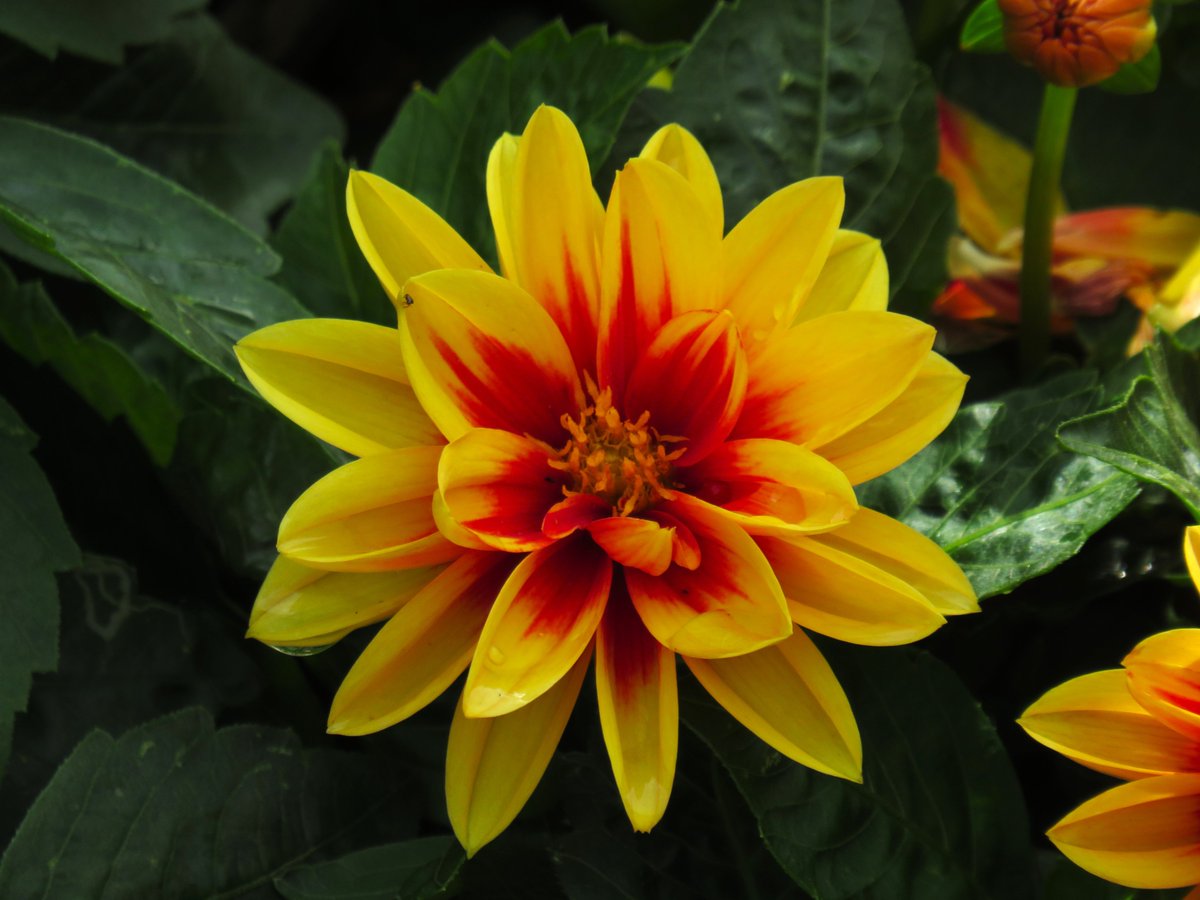 MatthewShute's tweet image. Petals, aglow like scorching flames,
settled as snow but torching frames,
upon a bed of buoyant green
still shone, ran red, for joy had been
#SundayYellow
🍃 🌼 ☀️ 💚