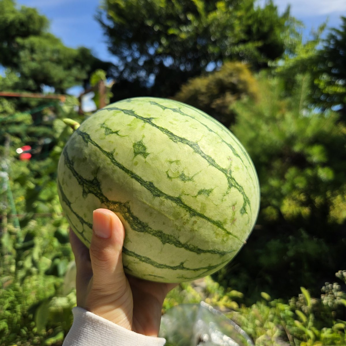 SaeCue's tweet photo. 昨日ついに #小玉スイカ 初収穫🍉
ヒゲが枯れたので採ったら
程よく甘くてみずみずしくて
美味しかった😋
夏の香り~🌊
って感じが好き👍
#赤てまり #スイカ #綿半 #smallwatermelon #watermelon https://t.co/ZwW7CTSHgS