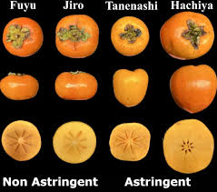 AnthropoceneMe1's tweet image. Has anyone grown non-astringent persimmons?
I'm curious how well they do with disease and pest resistance in the northeast.
I love eating them, but they feel "weak" - like no natural defenses. Too soft and sweet.
But I'd say the same about asian pear, yet it shrugs it all…