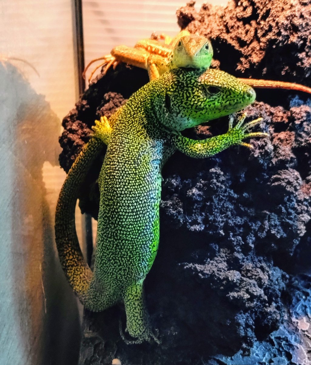 wanted_to_pet's tweet image. ♂♀仲良くバスキング😊
両方とも冷凍コオロギ、人工飼料を食べてくれた👍
♂はピンセットに反応して食いつき抜群❗️
♀は警戒心強いので食べるまでに時間がかかる😥
#メディアカナヘビ