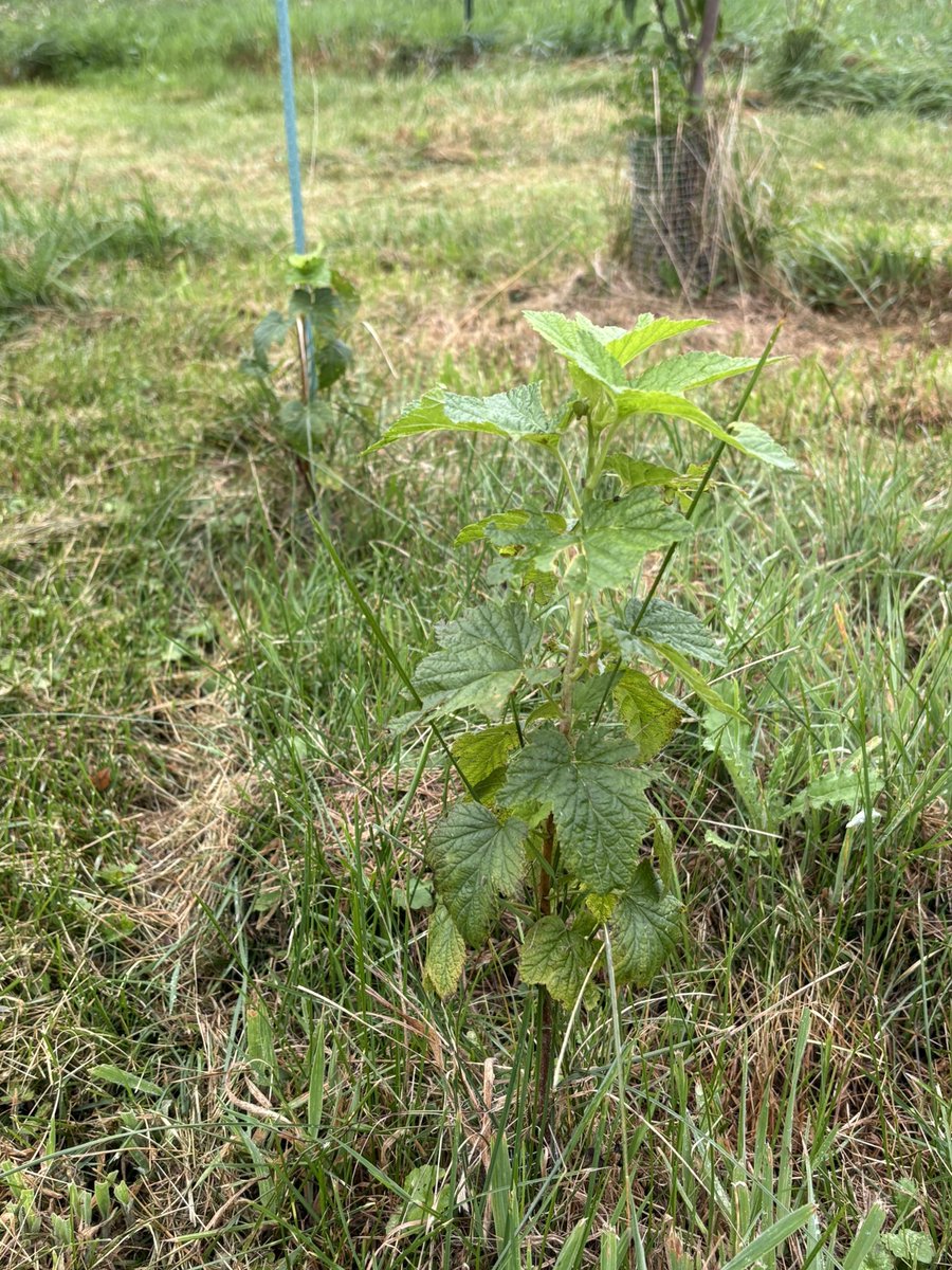 AnthropoceneMe1's tweet image. Stick-into-dirt black currants. I’ll transplant them in the fall - too close together.
the only currant cuttings that died were the ones in warmer, sunnier conditions indoors, despite constant watering.
The outdoor pots and direct all did fine!
