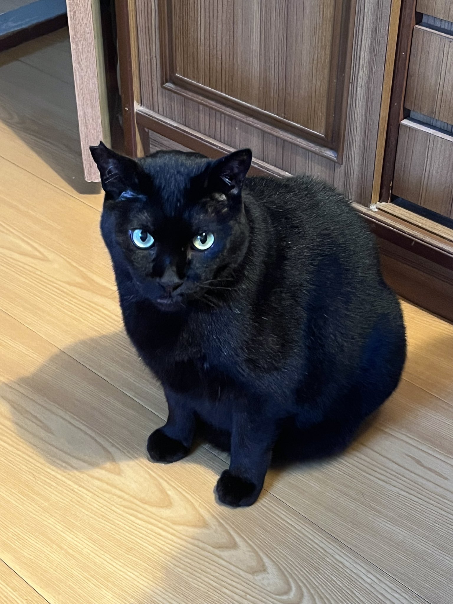 ねこ♡ Rr9TNcYQ_200x200.jpg