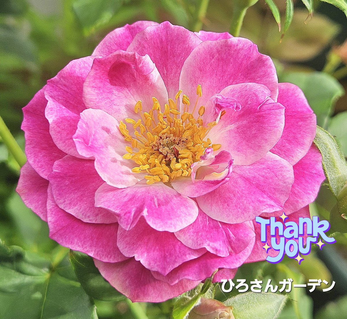 kft_qt's tweet image. 🐔&amp;lt;ｺｹｯ🙄
おはようございます(*´▽｀*)ﾉ))
⛅️31℃⤴︎

昨日から
家族🐱が増えて
賑やかに なりました😅
あっ☝️
猫ฅ^•ω•^ฅの
ゴロゴロは 
🦴骨密度を上げて、
骨折が早く治ると言われてますが...
本当(´･_･`)ｶﾅ~…🤔💭🙄🤷‍♂️

良い連休を過ごしてね〜🥳🤗

🌹ワイルドブルーヨンダーだっちゃ😁