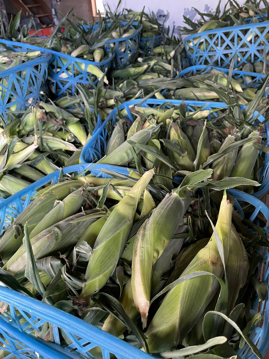 本業が忙しい🌽💦