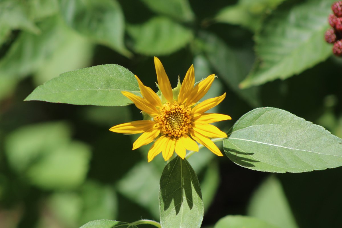 ScurrasFolly's tweet image. News from the garden front:
Thirty were sown. Only ten saw the light of day. What calamities befell them we'll never know. Of the nine survivors, a few fell to the elements, but most were taken by the enemy. Only one made it through. He's not very tall, but he is my sunflower.