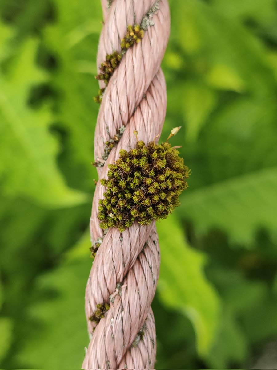 syaurui's tweet image. 苔の綱渡り
#苔
#Moss