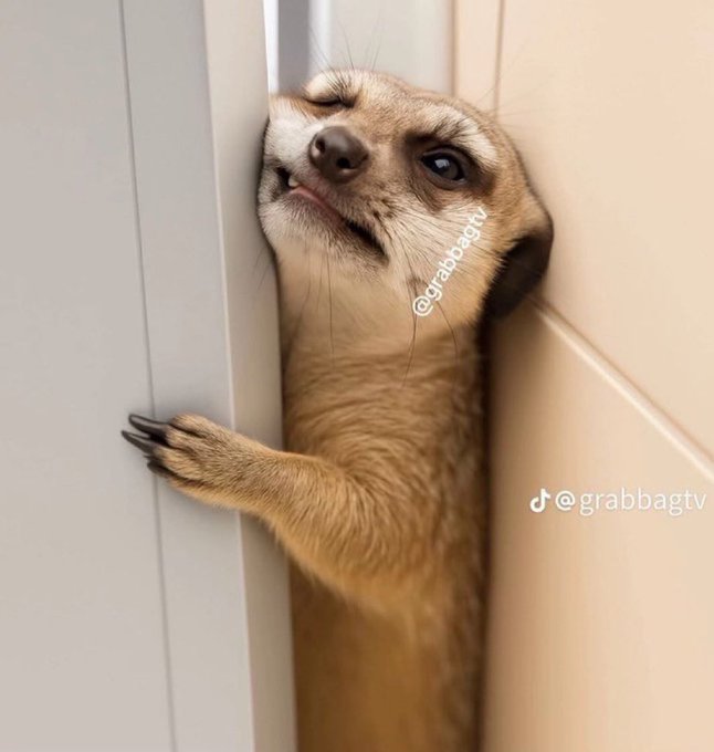 Vizzy_blue01's tweet image. Me trying to enter the @OpenledgerHQ leaderboard after big accounts has sent me down the @KaitoAI and @cookiedotfun leaderboards