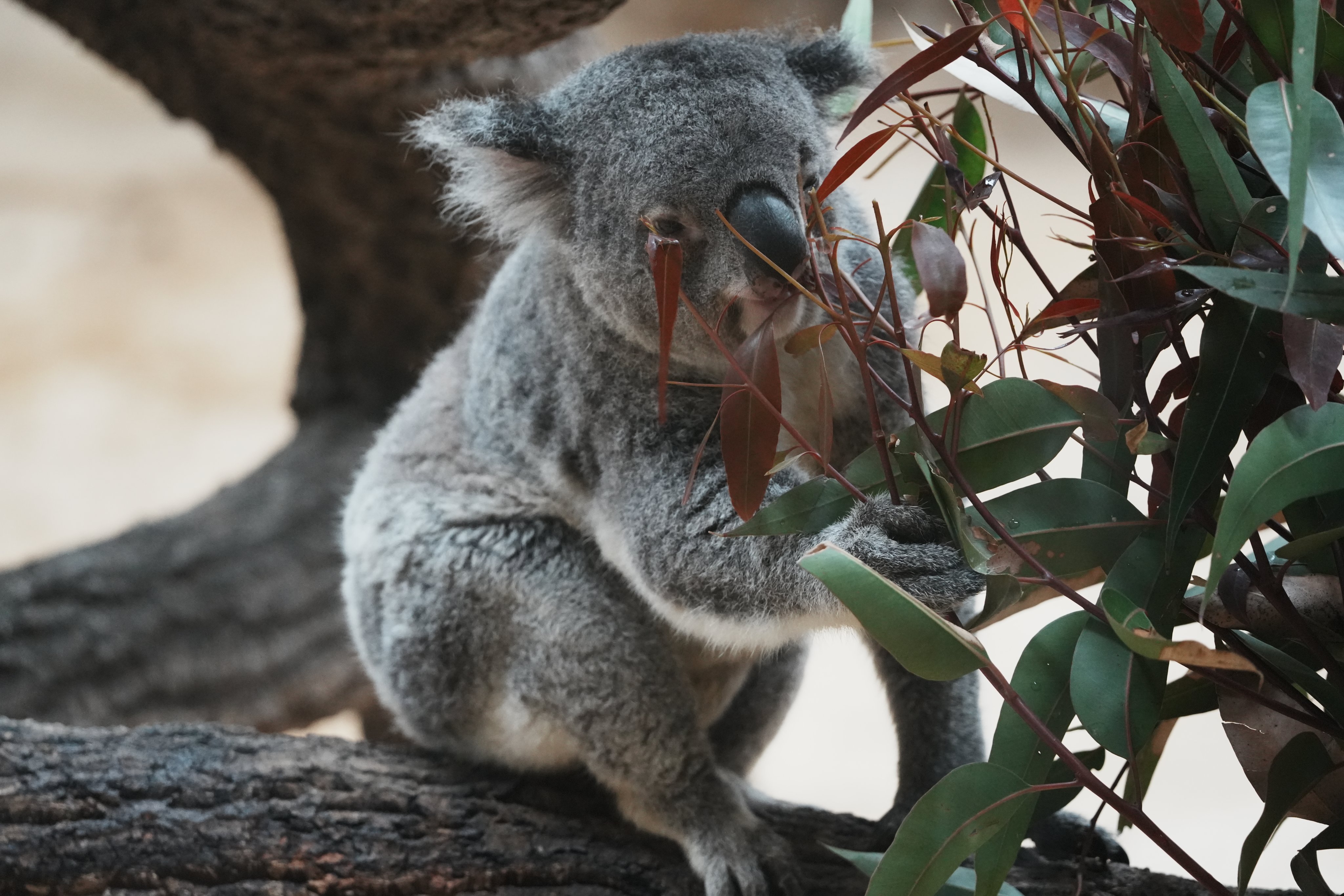 コアラとライオン ヨイ🐨 on X: 