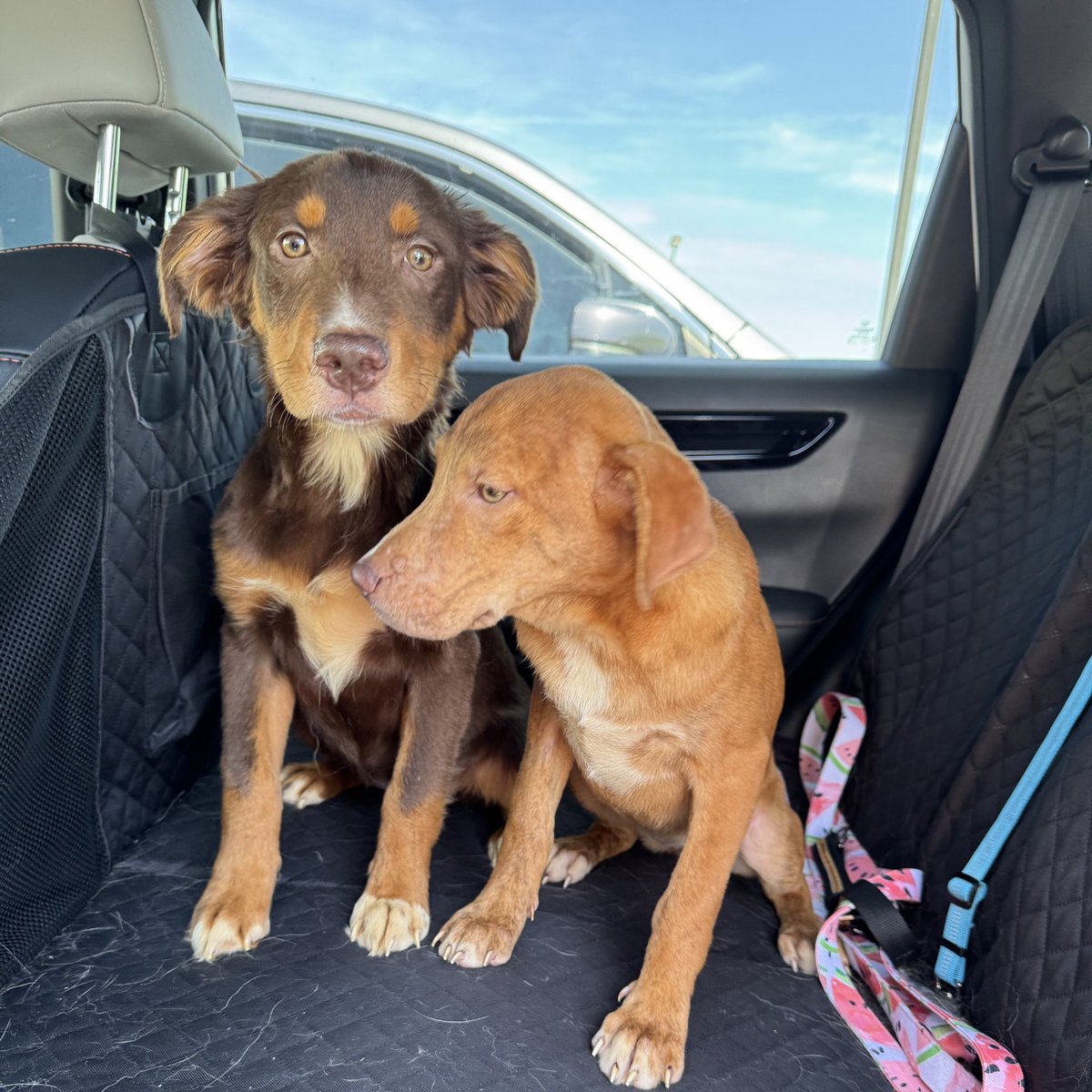 Fully debated taking these two home with me instead of back to the event today lol