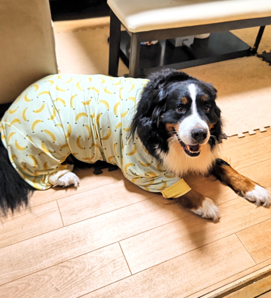 coco_bmd's tweet image. 昨日はSUPにチャレンジしてたココ
年齢的にはかなりのおっさんのはずだけどまだまだいけるね