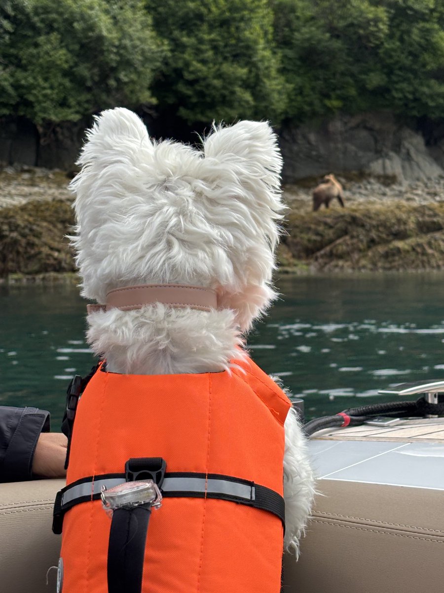Bronte, convinced she could take the bear if only we let her. 1/2