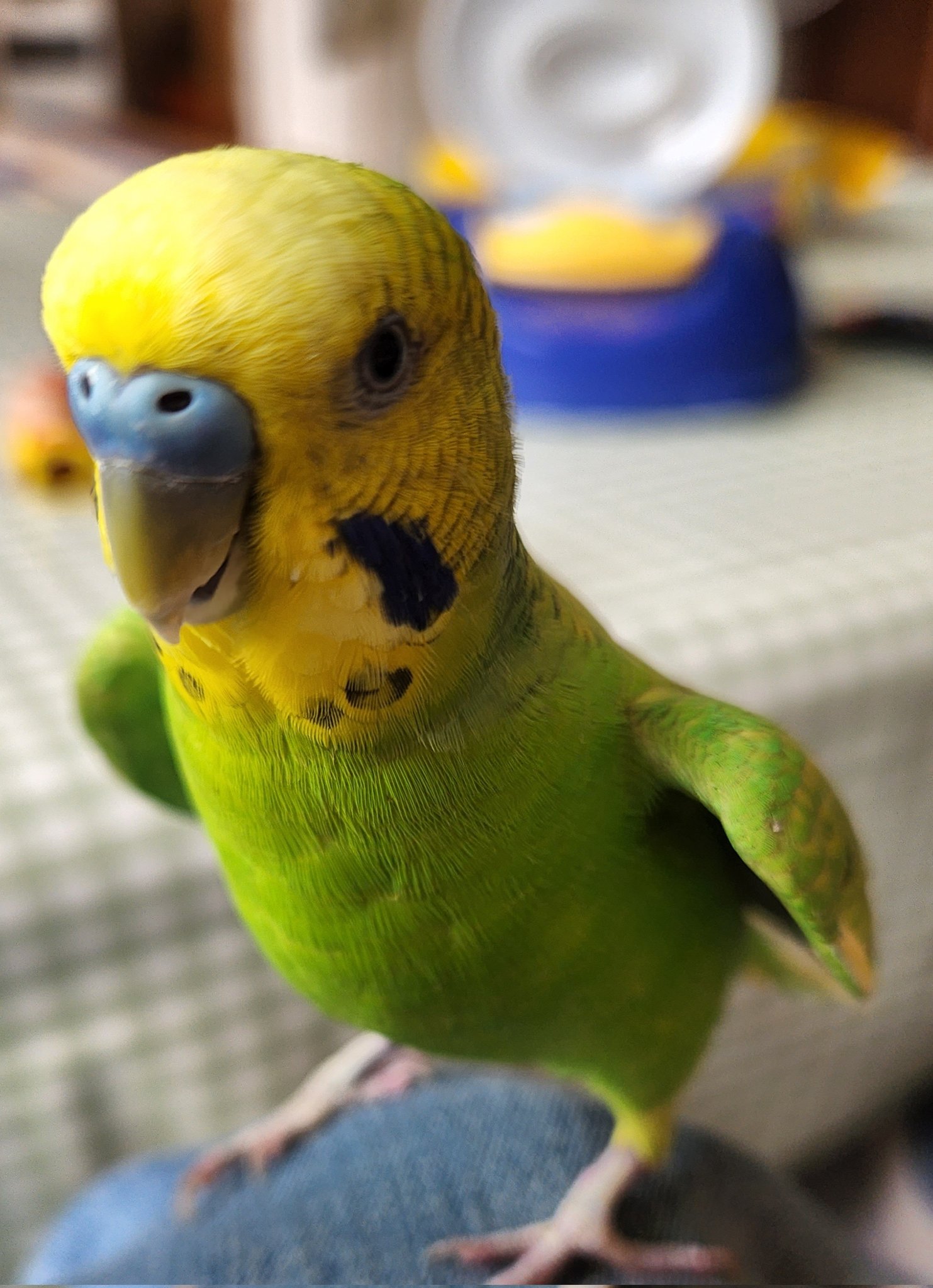 金運インコ Amazon.co.jp: condinggen シミュレーション鳥アクション