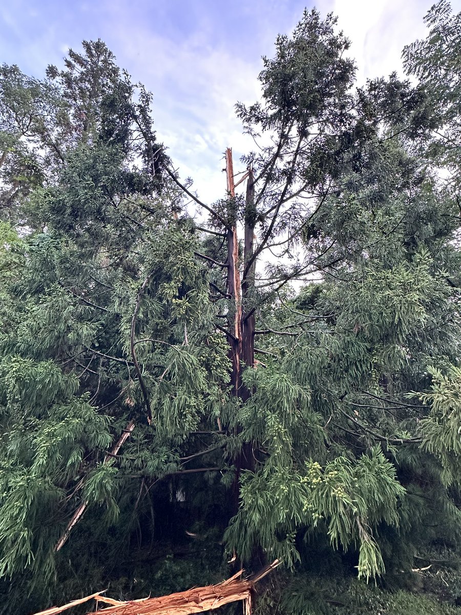 DKaplanFox5DC's tweet image. What appears to be a tree that was struck by lightning with this storm that came through. Split clear in half. #Fox5DC #FoxLocal