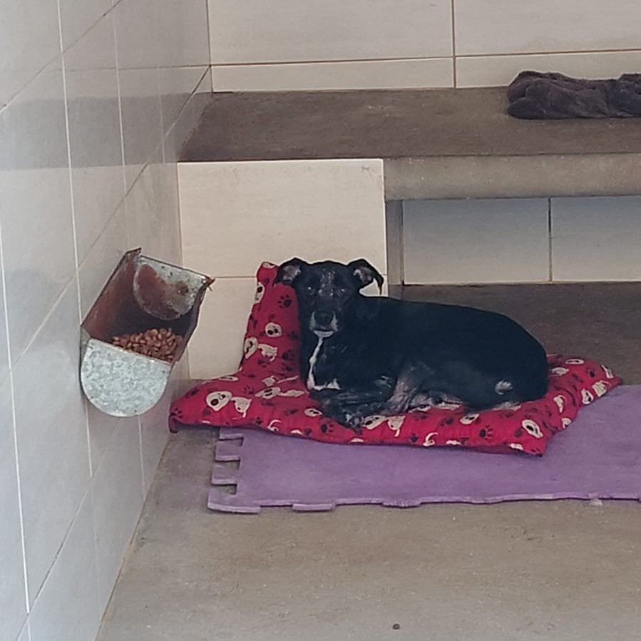 Quem pode ajudar o Jerry?! 🥹

Nosso pitico está com anemia, hepatopatia, lama biliar e precisa de doação dos seus remedinhos para seguir com seu tratamento.

💊 Hep Plus ou Hep Vet comprimidos
💊 Eritros Dog Tabs comprimidos